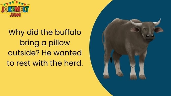 Buffalo Jokes