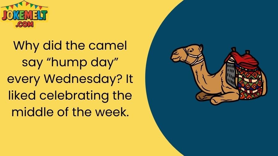 Camel Jokes