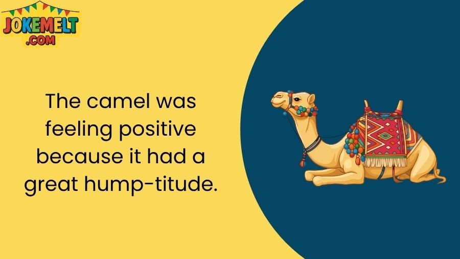 Camel Jokes