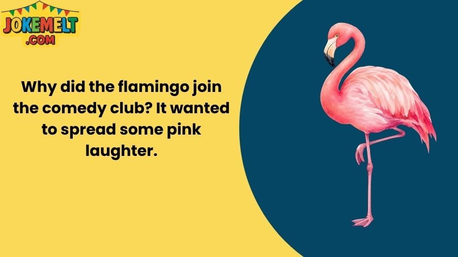 Flamingo Jokes